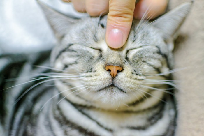 ツボ押しされる猫