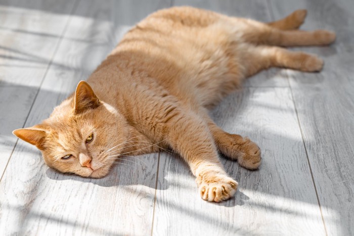 床でダラダラする猫