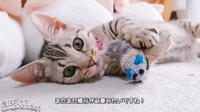 おもちゃを抱えて寝転がる猫