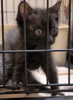 一点を見つめる黒猫の顔