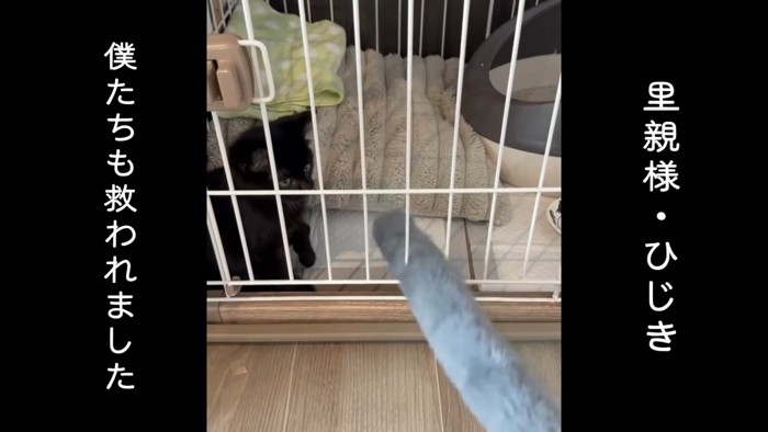 ケージの中にいる子猫
