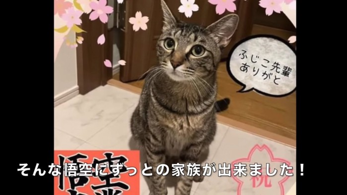 ずっとの家が決まったキジトラ猫