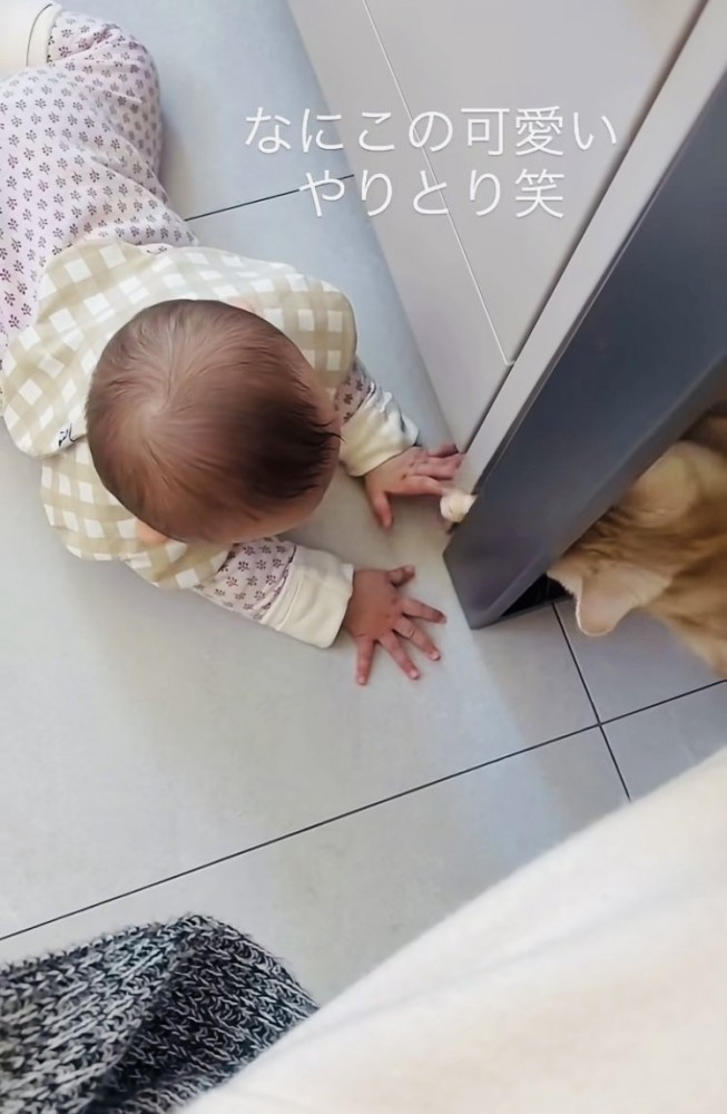 手をちょんちょんし合うスコティッシュフォールドと赤ちゃん