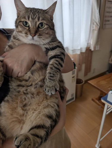 奥様に抱っこされるキジトラ猫
