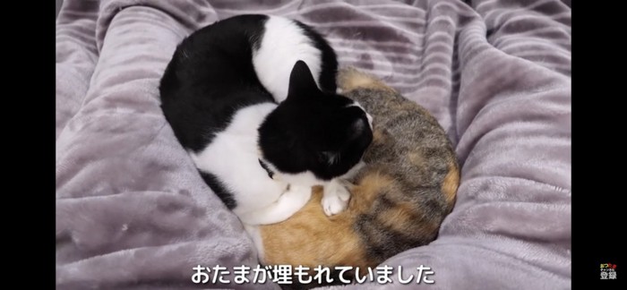 重なって眠る猫