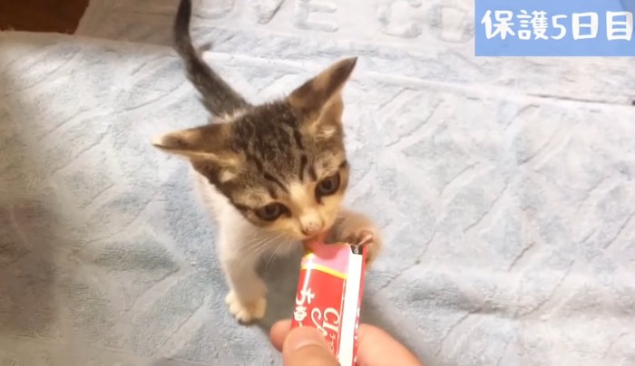 ペースト状のおやつを食べる子猫