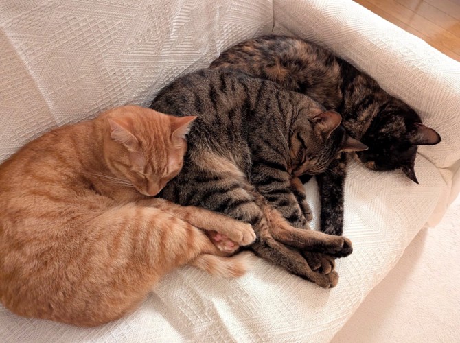 3匹並んで眠る猫たち