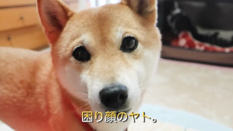 飼い主を見つめる犬