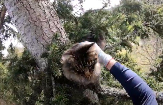 猫のトア―の背後に見える地上が遠い