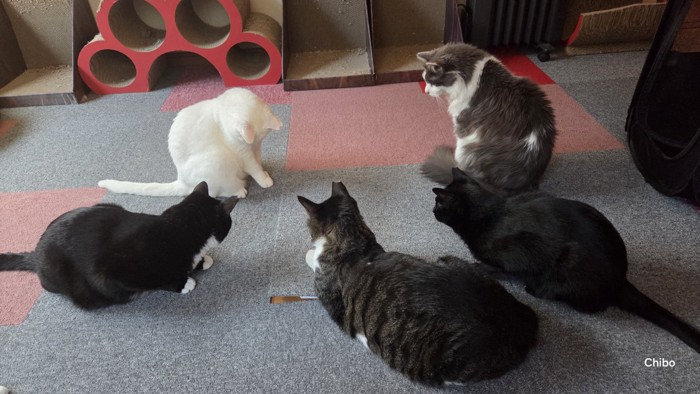 5匹の猫