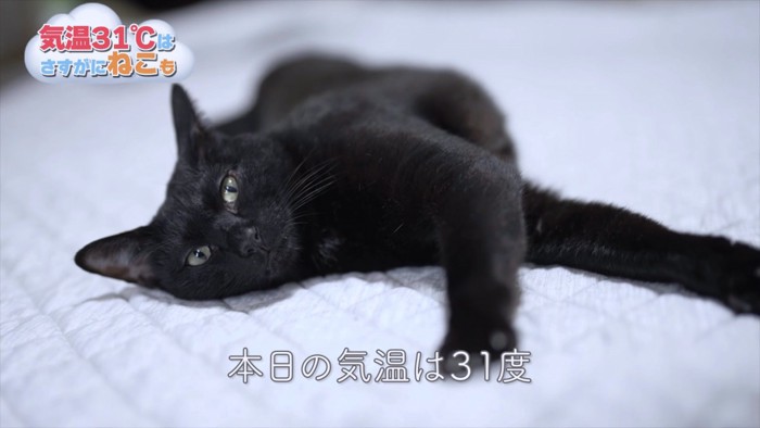 白ラグで横たわる黒猫