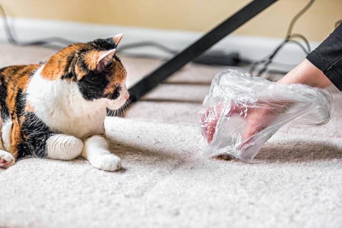 吐しゃ物を回収する飼い主の手とそれを見る猫