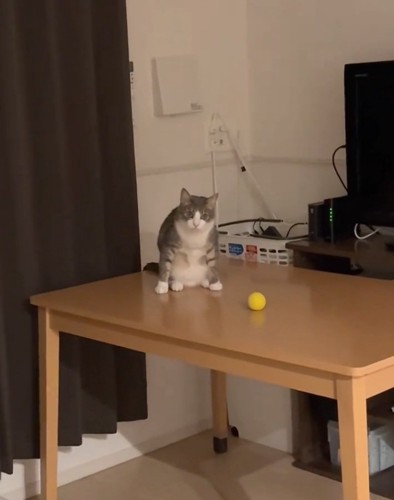 ボールの前に座る猫