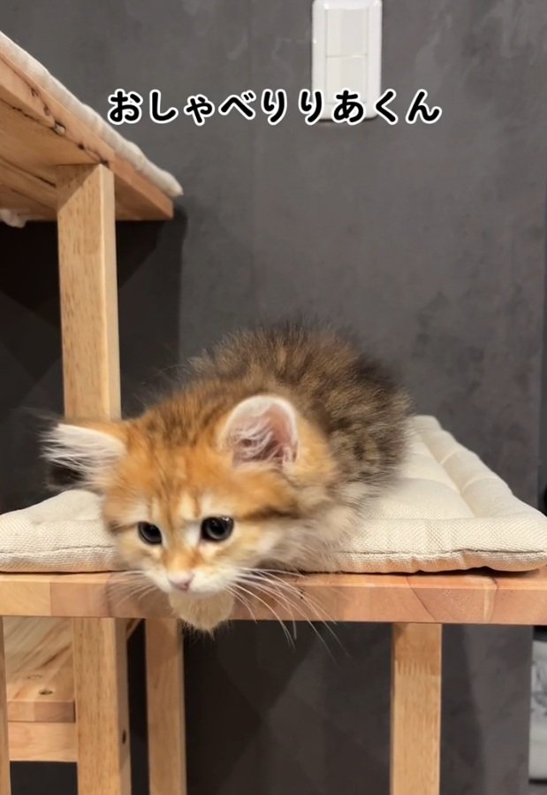 おねむな猫
