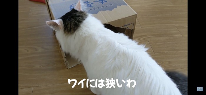 ダンボールを見つめる猫