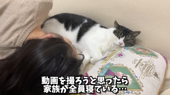 人と寝る猫