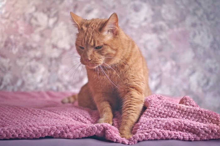 ふみふみする猫