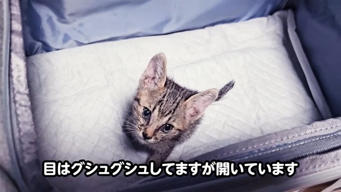 見上げる子猫