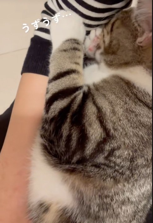 入り込む猫