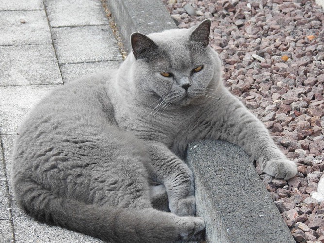 肩肘をかけている威厳たっぷりの猫