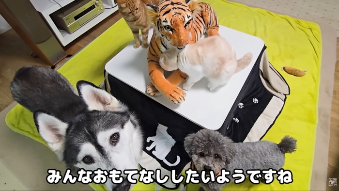 テロップ「みんなおもてなし~」