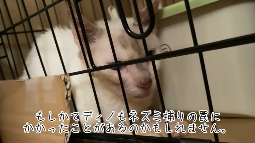 ケージ内でうずくまる猫