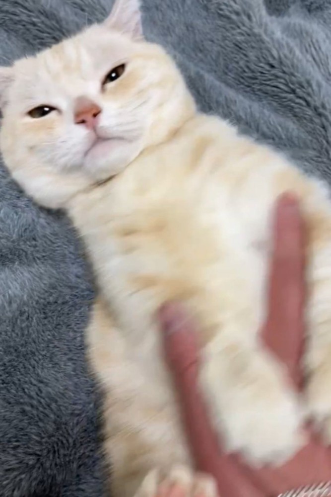 へそ天で撫でられている猫