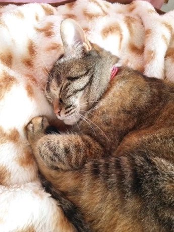 眠る猫