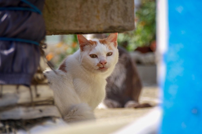 猫島の野良猫たちの生活