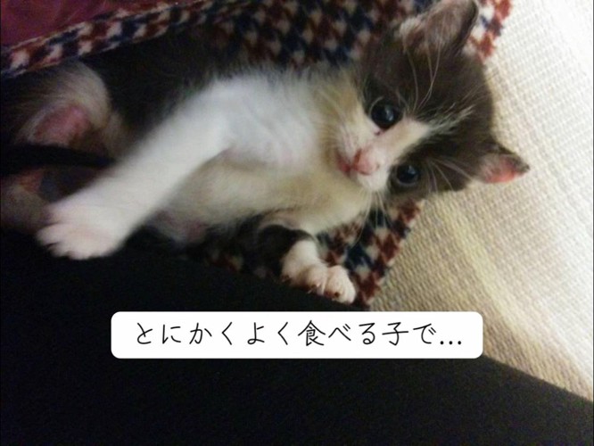 仰向けの子猫