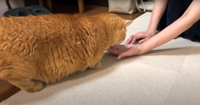 差し出された手からおやつを食べる猫