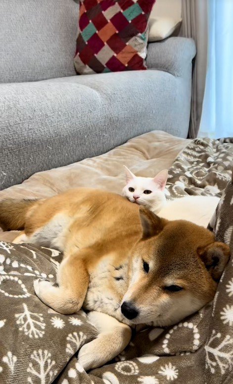 横になっている猫と犬