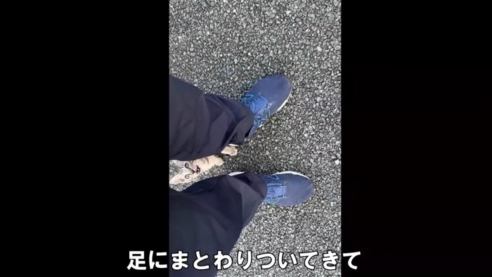 見上げる子猫