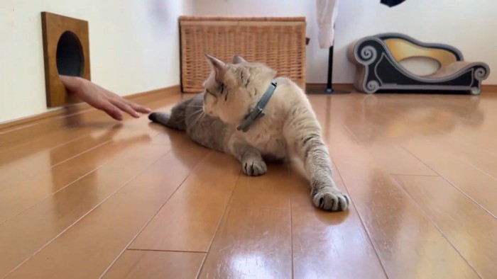 振り向く猫