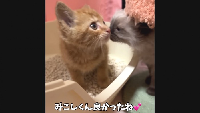 茶トラに近づくシャム柄の子猫