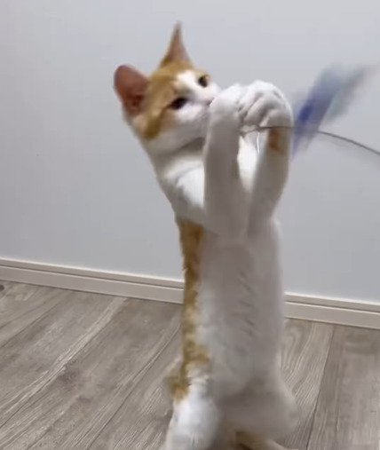 おもちゃを掴もうとする善くん