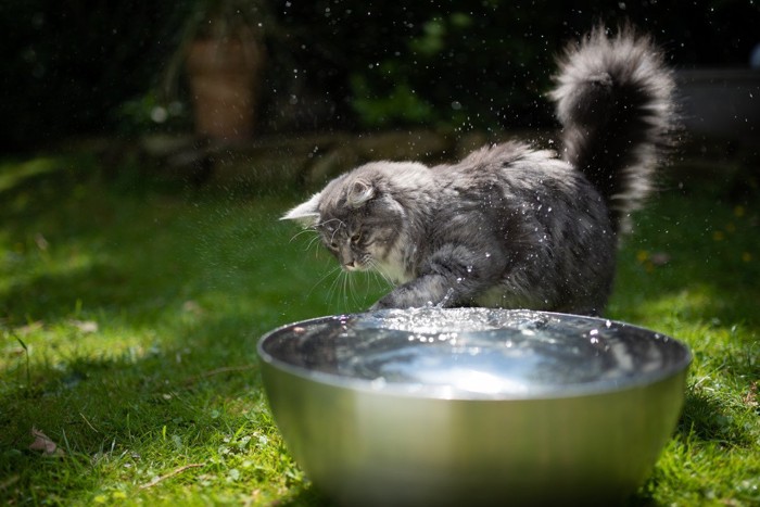 はねた水に顔をしかめる猫