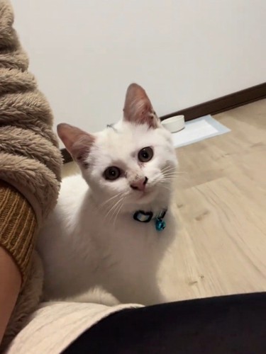 カメラ目線の子猫