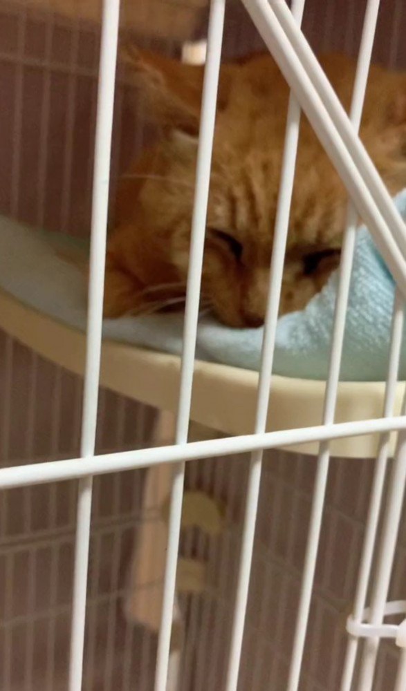 眠る茶太吉くん