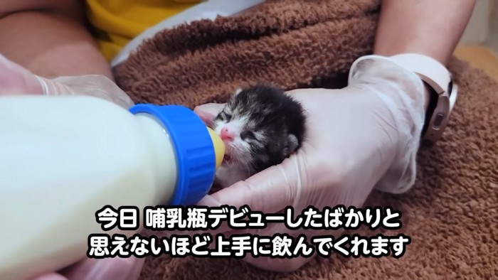 哺乳瓶でミルクを飲む子猫