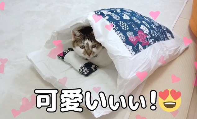 布団の中でくつろぐ猫