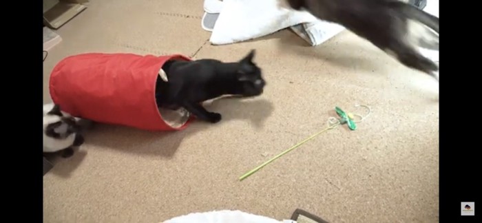 飛び出す猫