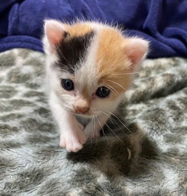 歩いているミケの子猫