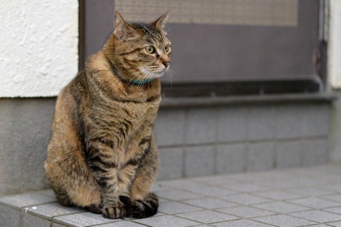 玄関で出迎える猫