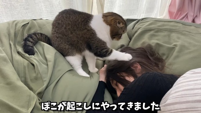 片足を人の頭に乗せる猫