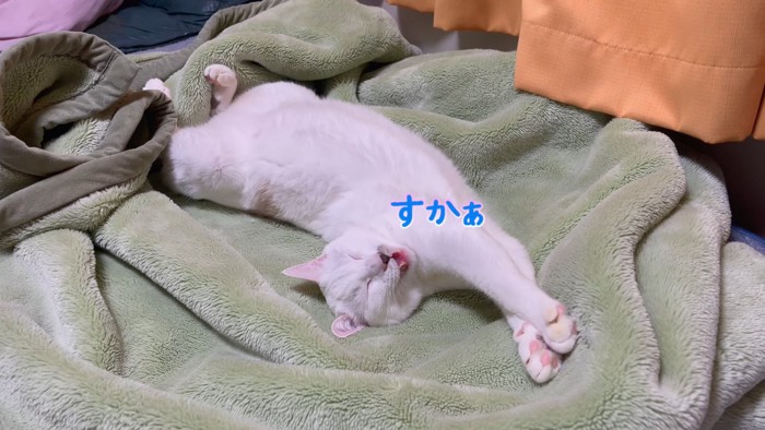 仰向けの猫