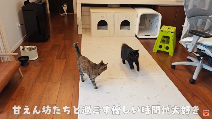 穏やかな甘えん坊猫達でした