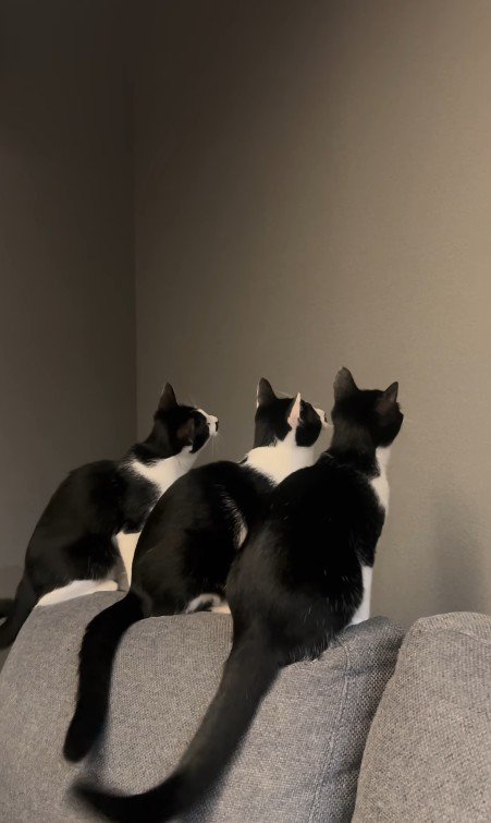 壁を見ている3匹の猫