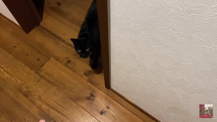 顔をのぞかせる黒猫