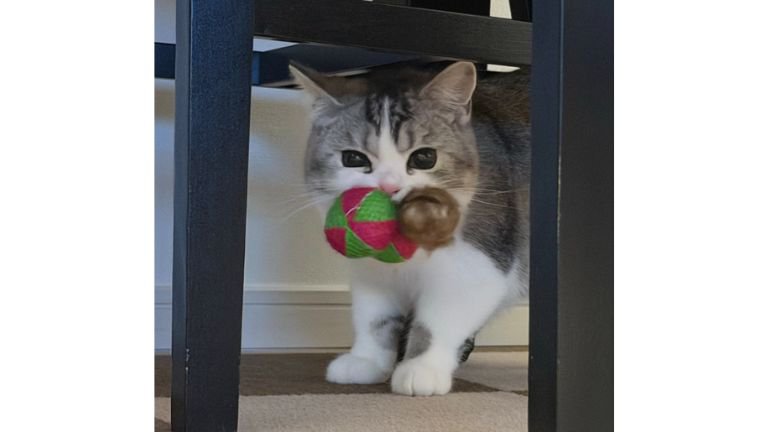 おもちゃを咥えている猫
